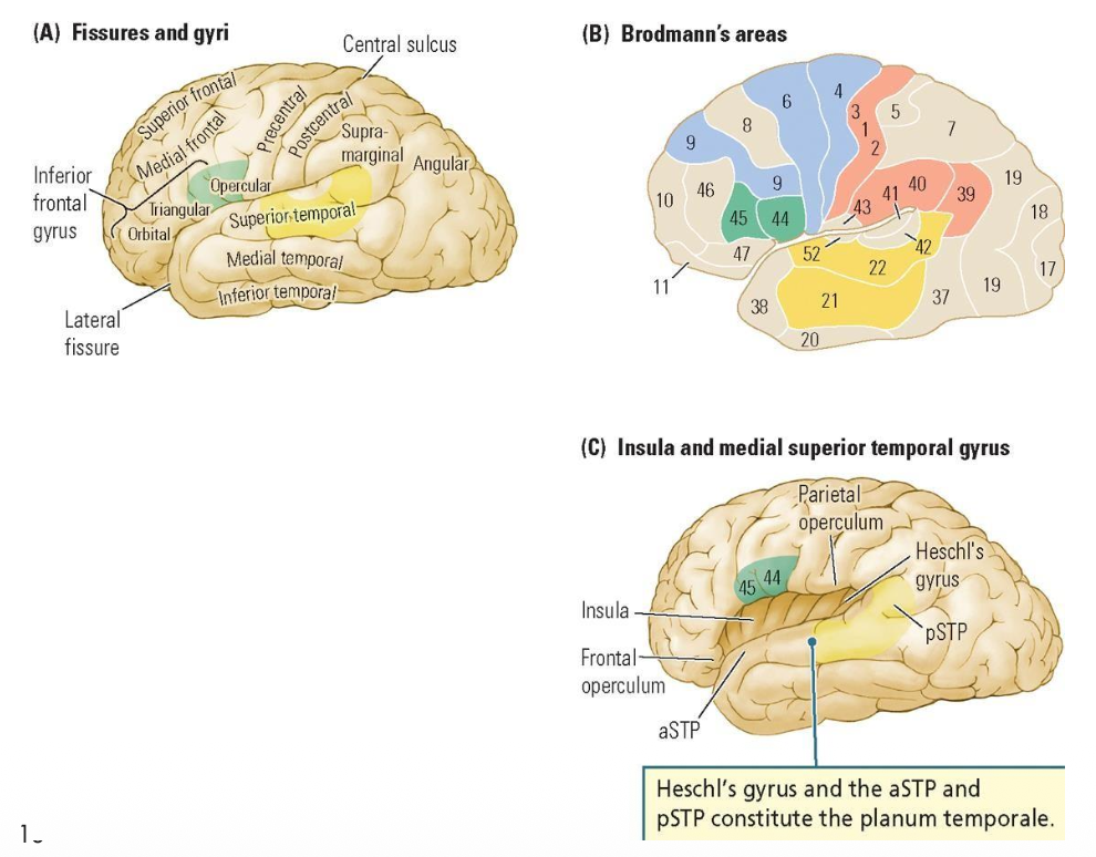 <ul><li><p><strong><mark data-color="purple" style="background-color: purple; color: inherit;">Inferior frontal gyrus, superior temporal gyrus & surrounding areas: ventral parts of the precentral & postcentral gyri, supramarginal gyrus, angular gyrus & medial temporal gyrus.</mark></strong></p></li><li><p><strong><mark data-color="purple" style="background-color: purple; color: inherit;">Areas 45 and 44 (Broca’s area), area 22 (Wernicke’s area) & parts of areas 4, 6, 9, 3-1-2, 40, 39 & 21.</mark></strong></p></li><li><p>Insula, Heschl’s gyrus & aSTP & pSTP.</p></li></ul><p></p>