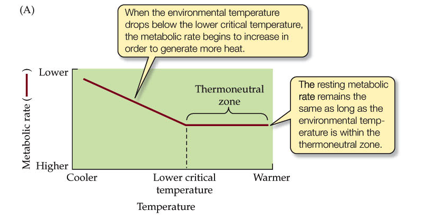 <p>The lowest temperature at which the animal does not burn more energy to generate heat. If it drops below it, then the animal will need to burn energy to generate heat.</p><p>LCT is lower for arctic animals.</p><p>The lower bound is controlled by insulation and acclimatization</p><p>Large animals hibernate, and small animals enter torpor because Endothermy is costly </p>