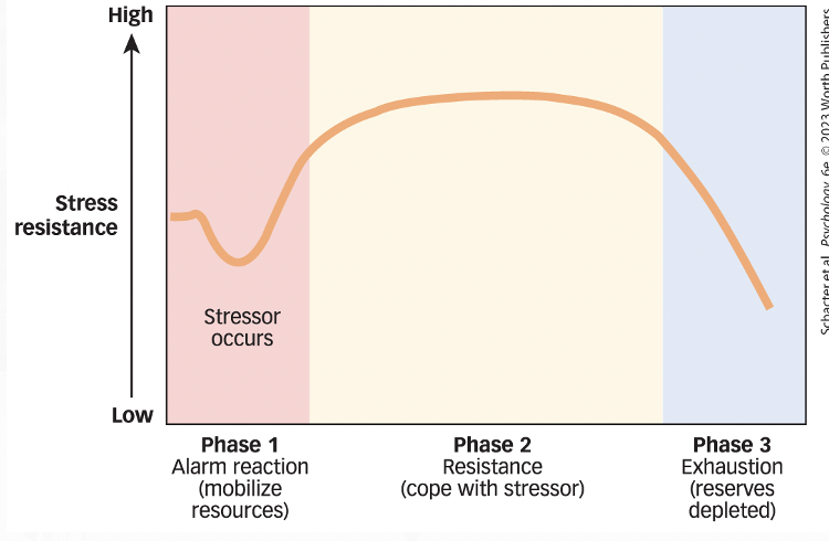 <p>stress resistance builds over time but only lasts for so long before exhaustion kicks in</p><p></p>
