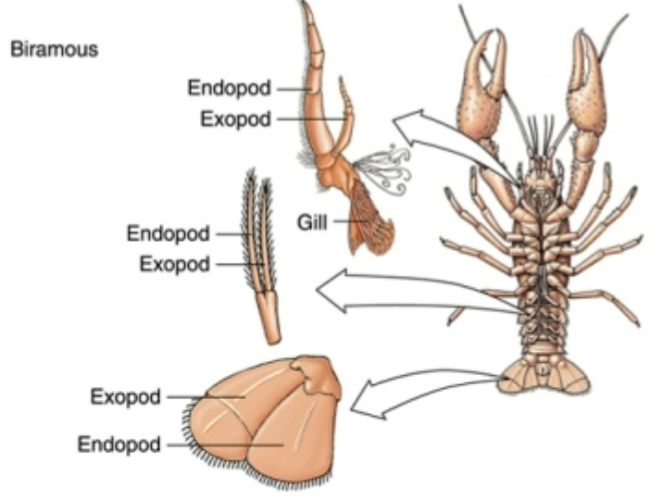 <p>-Appendages branch into two distinct series of segments (exopodite and endopodite)</p><p>-Highly specialized for dual functions; swimming, gill respiration or handling food in aquatic environments</p><p>-Crustaceans</p>