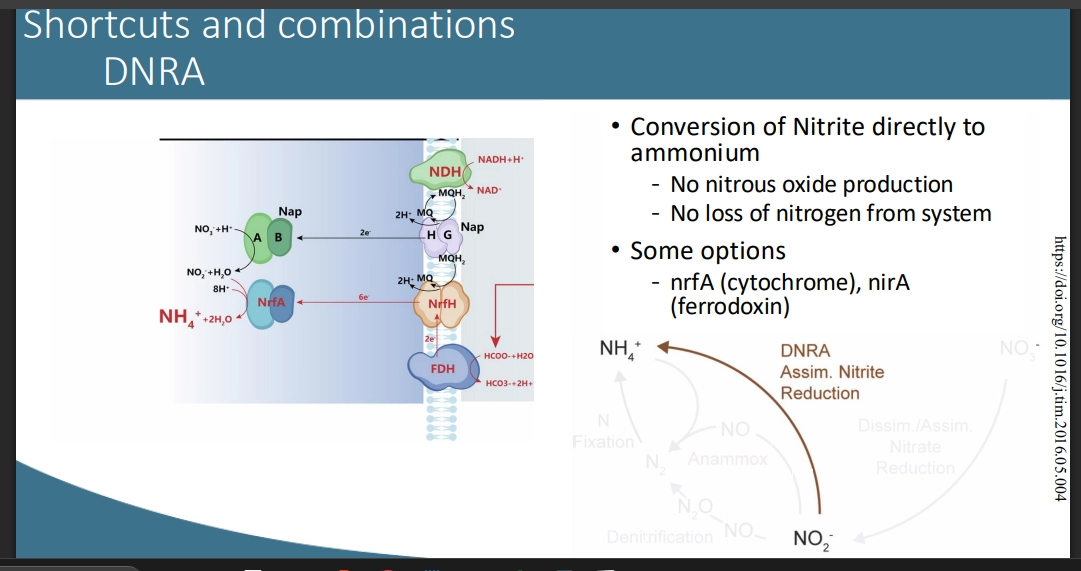<ul><li><p>Dissimilatory Nitrite Reduction to Ammonium (DNRA) OR Assimilatory Nitrite Reduction</p></li><li><p>so reducing Nitrite NO2- to ammonium NH4+ directly, without NO- Nitrous Oxide production (that can potentially be lost from the system and diffuse out)</p></li><li><p>(Assimilatory) N is kept in the system, as the NH4+ is used directly for biomass, along with the NO2- reduction used for energy (terminal e acceptor)</p></li><li><p>(Dissimilatory) N is released from the system as bioavailable NH4+, that is not directly encorporated into biomass of that specific organism, the NO2- is simply used for energy, being a terminal e acceptor</p></li></ul><p>(genes involved)</p><ul><li><p>nrfA (responsibly for cytochrome)</p></li><li><p>nirA (Responsible for ferrodoxin)</p></li><li><p>correlates to the e carriers involved in the system </p></li></ul><p></p>