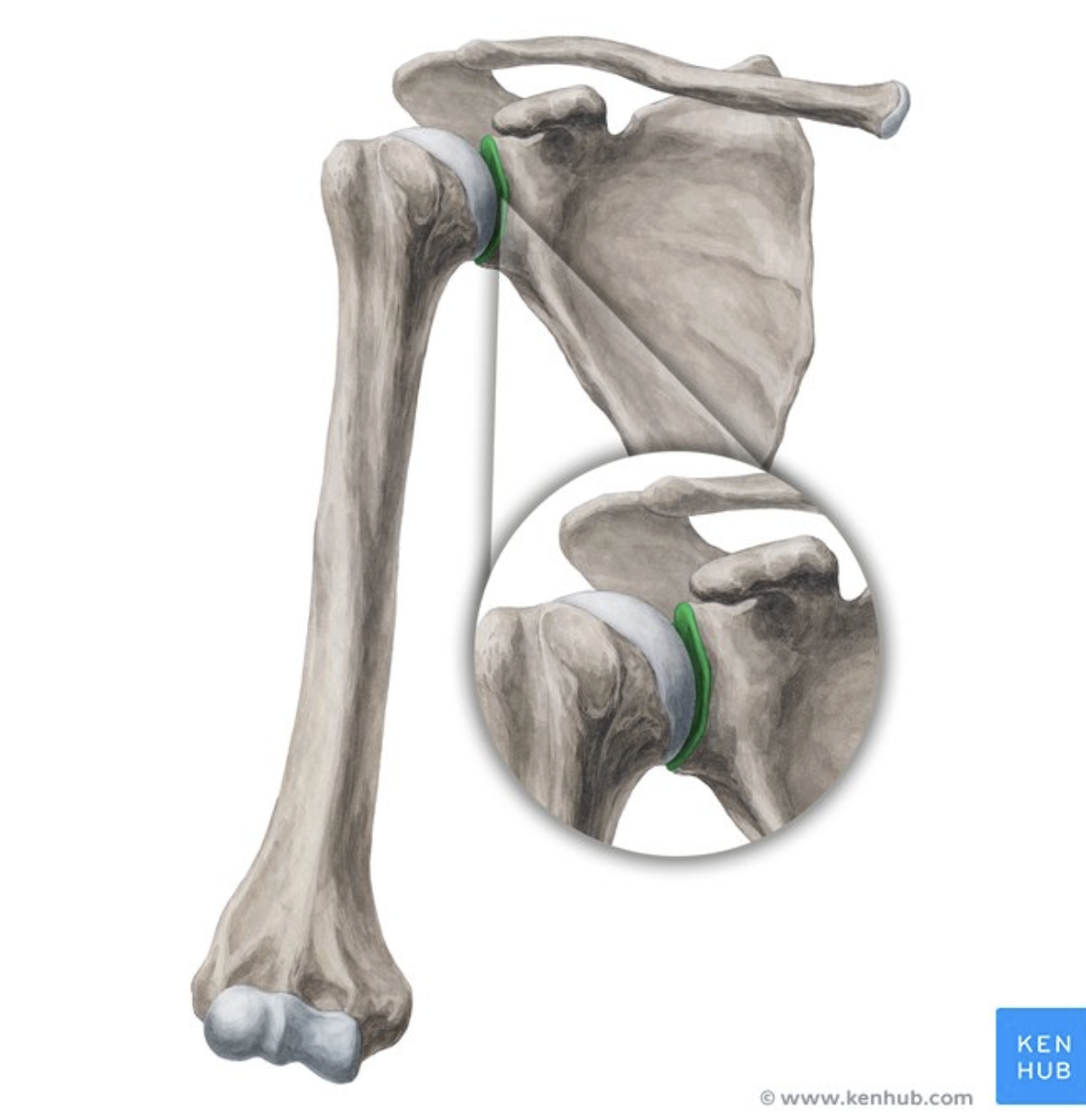 <p>Glenoid Fossa Of Scapula</p>