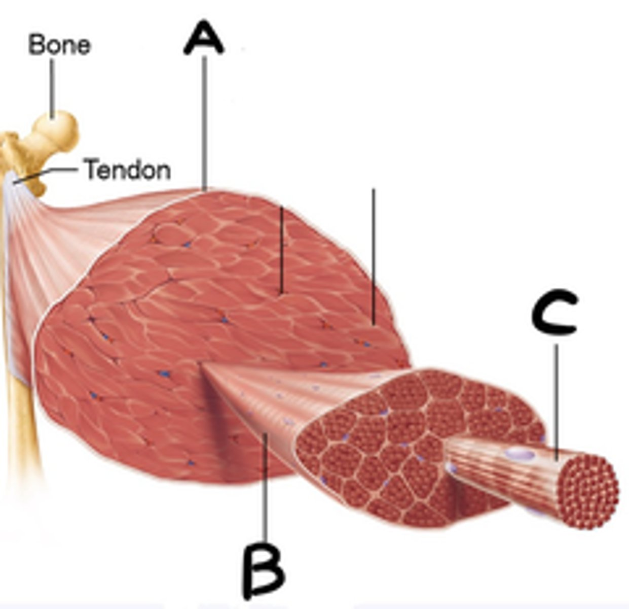 <p>. What layer is indicated by A?</p>