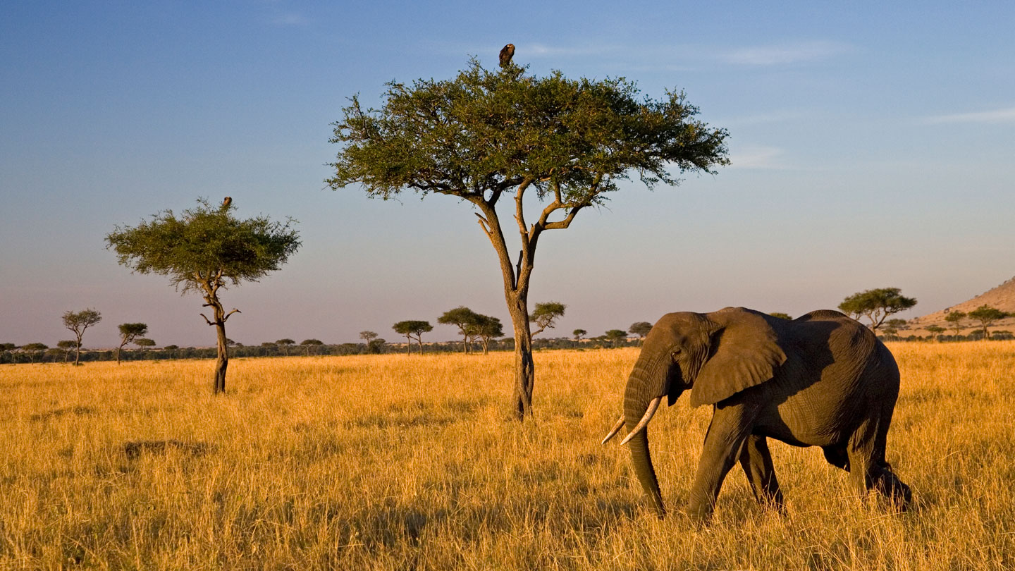 <p>Savanna</p>