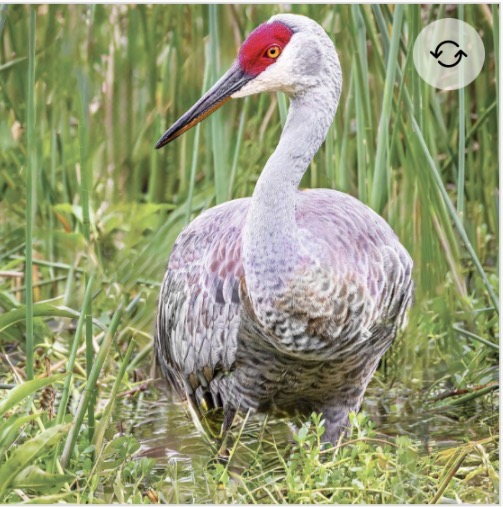 <p>Sandhill crane</p>