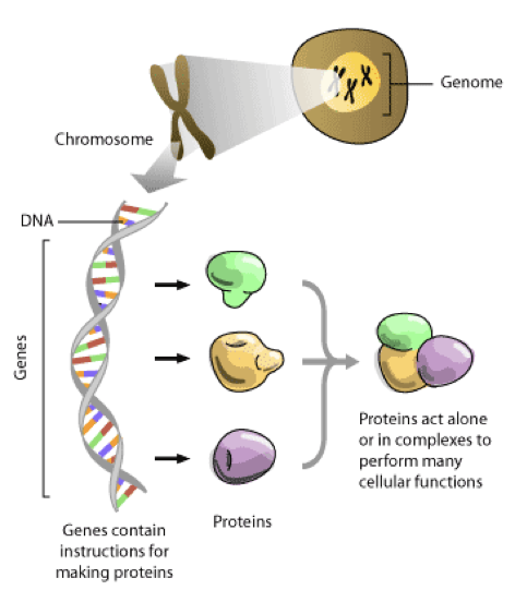 <p><span>u<strong>The proteome is the complete set of proteins expressed by the genome of an individual cell or organism at a given time. </strong></span></p>
