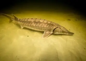 <p>Five rows of scutes, 4 barbels</p>