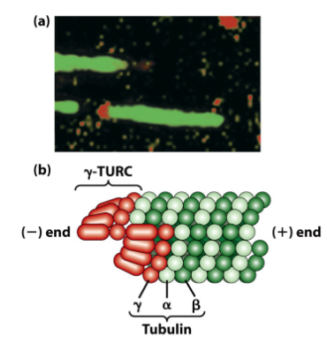 <ul><li><p><strong>γ-tubulin</strong> = microtubule nucleator </p></li><li><p>Part of<strong> γ-tubulin ring complex (γ-TuRC)</strong></p></li><li><p>Purified γ-TuRC nucleates assembly of pure tubulin </p><ul><li><p>Mechanism not well understood</p></li></ul></li><li><p>MTs NOT treadmilling in interphase cells </p><ul><li><p>(-) ends bound to MTOCs/centrosomes </p></li><li><p>Dynamic instability </p></li></ul></li></ul><p></p>