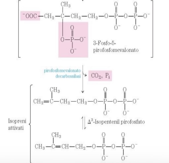 <p>Decarbossilazione accoppiata con beta eliminazione</p>