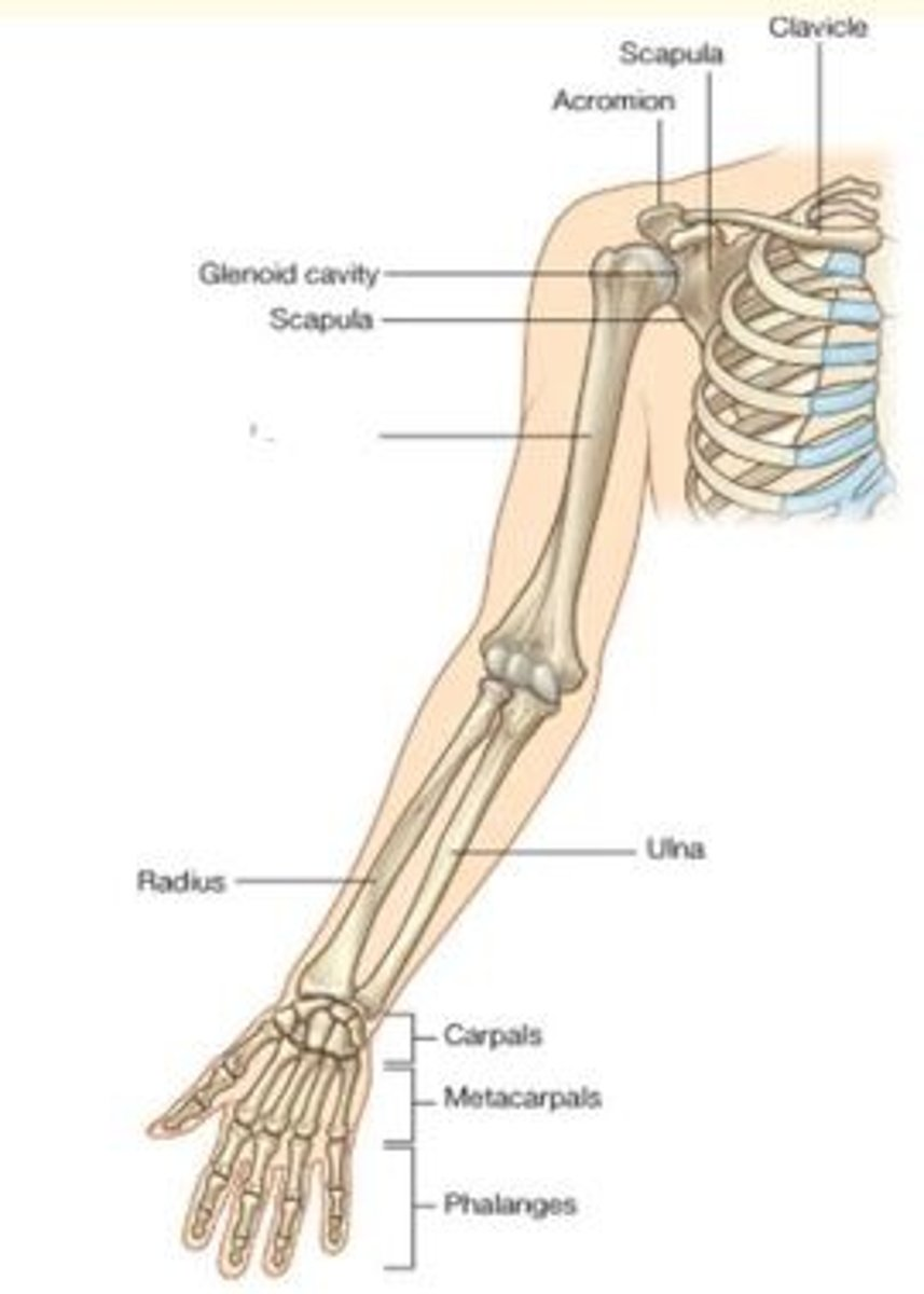 <p>What bone is highlighted here?</p>