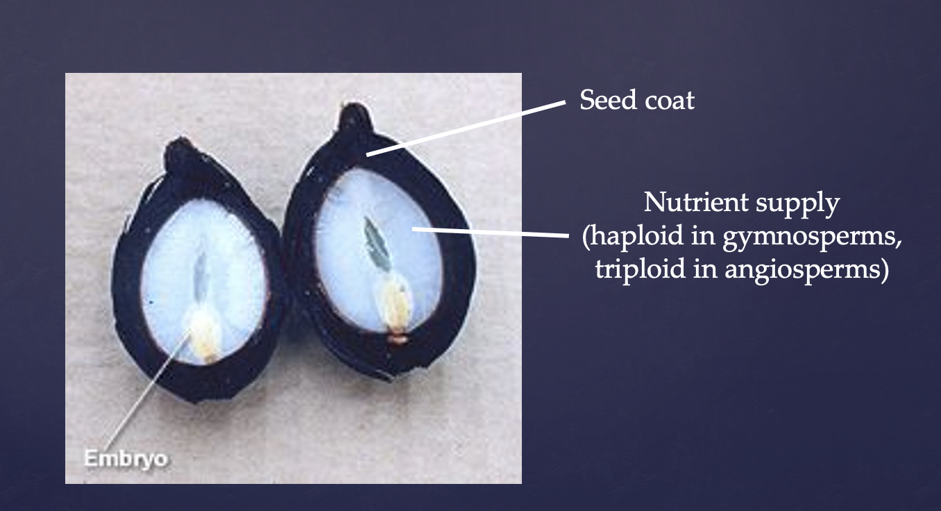 <p>A seed consisting of embryo and nutrients surrounded by a protective coat</p><p>Sporophyte generation is dominant - reduced gametophytes</p><p>Heterospory - production of two spore types </p><p>Ovules - structure that develops into a seed following fertilization </p><p>Pollen - structure that develops from a microspore into a male gametophyte</p>