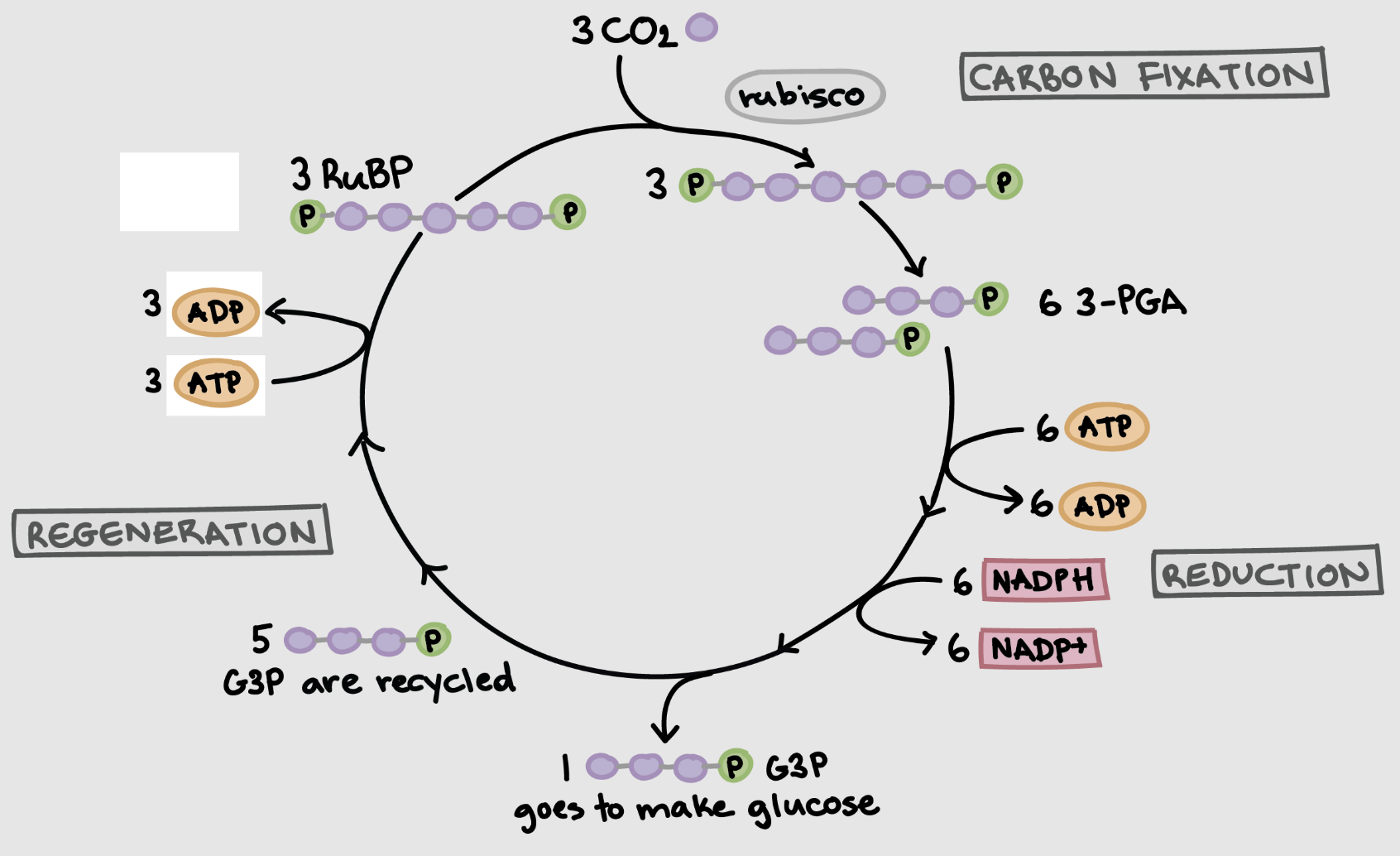 <p>Converts CO2 to biomass (glucose)</p><p>summary </p><ul><li><p>Fixation changes CO2 into biomass</p></li><li><p>Reduction uses products of the light reactions (ATP and NADPH) to store energy in glucose</p></li><li><p>Regeneration uses energy from ATP to maintain pool of RuBP</p></li></ul><p></p>