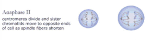 <p>anaphase II </p>