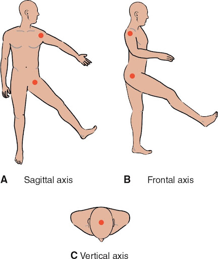 <p>Which body axis is represented in B, around which flexion and extension occur?</p>
