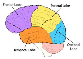 <p>Frontal lobe</p>