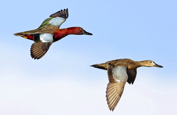 <p>Females have same bill shape as males</p>