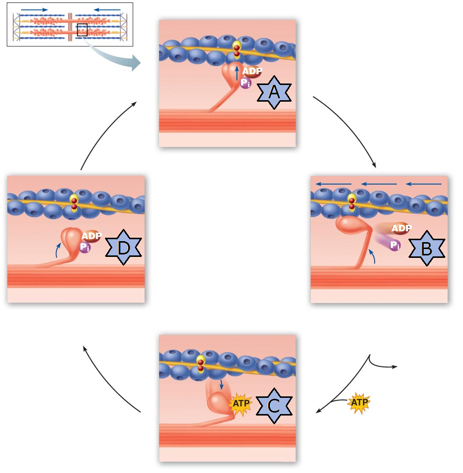 <p>Identify the step of the cross-bridge cycle in skeletal muscle indicated by “A”</p>