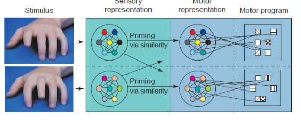 <p>close link between motor movements and perception as they are very similar</p>
