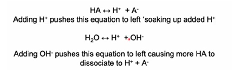 <ul><li><p><span style="background-color: transparent;"><span>Buffers are a mixture of a weak acid and it’s conjugate base that show maximum buffering capacity when both species are present in equal amounts. They resist change in pH caused by addition of H+/H3O+ or OH-, due to a balancing act and equilbirum between the two processes</span></span></p></li></ul><ul><li><p><span style="background-color: transparent;"><span>Buffering results from two reversible reaction equilibria occurring in a solution of nearly equal concentrations of a proton donor and its conjugate proton acceptor.</span></span></p></li><li><p><span style="background-color: transparent;"><span>Whenever H+ or OH− is added to a buffer, the result is a small change in the ratio of the relative concentrations of the weak acid and its anion and thus a small change in pH. The decrease in concentration of one component of the system is balanced exactly by an increase in the other.</span></span></p></li><li><p><span style="background-color: transparent;"><span>Each conjugate acid-base pair has a characteristic pH zone in which it is an effective buffer</span></span></p></li></ul><p></p>