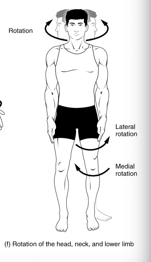 <p>movement of the arm at the shoulder joint or the thigh at the hip joint that moves the anterior surface of the limb away from the midline of the body</p>