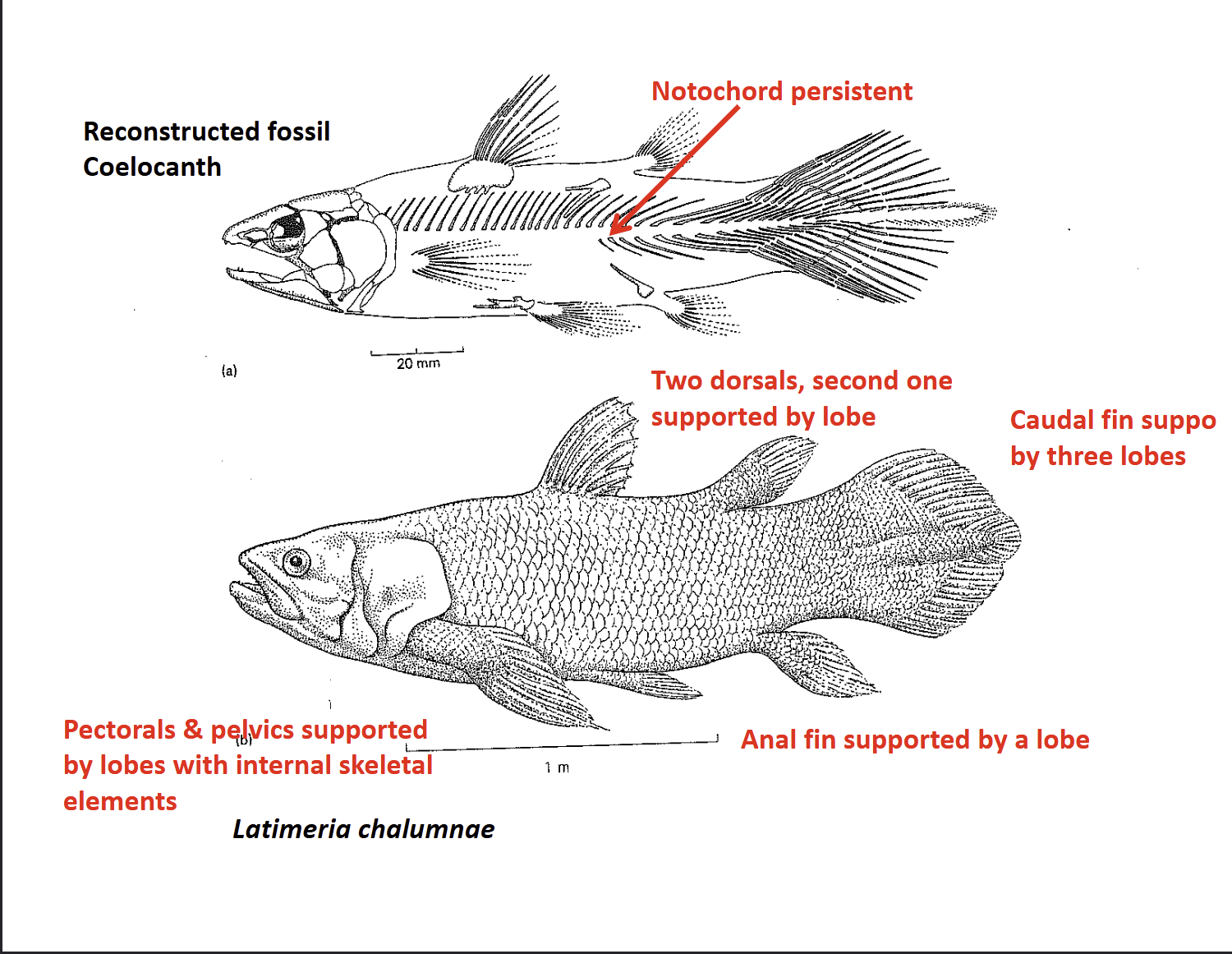 <p>What are the key features of coelacanth fins?</p>