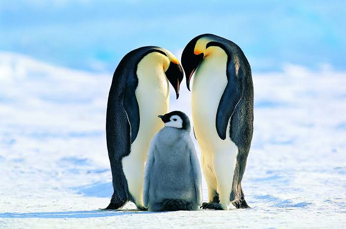 <p>kraljevski pinguin</p>