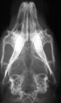 <ol><li><p>what view is this</p></li><li><p>what animal is this</p></li><li><p>is this a normal radiograph</p></li><li><p>what structures can we identify?</p></li></ol><p></p><p></p>