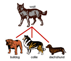 <p>Humans choose the desirable traits for different organisms. </p><p>Ex: all domesticated plants and animals.</p>