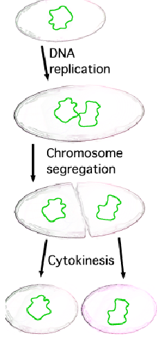 <p>steps of binary fission</p>