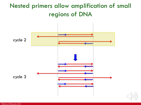 <p>cycle 1 : primer gets polymerized all the way until it looses steam; in reverse as well (get long products tht go beyond boundary site)</p><p>cycle 2 : the 2 newly synthesized strands act as template strands; each split and get a primer opposite to it which stops synthesizing at boundary line</p><p>products from cycle 2 are used as templates for next cycle &amp; you get more and more products tht start &amp; stop @ the boundary sites and fewer that goes beyond.</p>