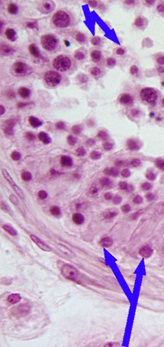 <p>Supporting foundation for continual sperm production for the majority of the males lifespan</p>