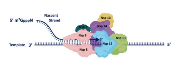 <p>RNA-virussen muteren normaal gesproken gigantisch snel omdat hun kopieerenzym veel fouten maakt. Coronavirussen zijn echter zo reusachtig groot dat ze stabiel moeten blijven. Daarom hebben ze een unieke <strong>foutcorrectie (proofreading)</strong>:</p><ul><li><p><strong>Nsp7-8-12:</strong> Vormen samen het centrale kopieercomplex (<strong>RdRp complex</strong>).</p></li><li><p><strong>Nsp13:</strong> Windt het dubbelstrengs RNA uit elkaar (<em>dsRNA unwinding</em>).</p></li><li><p><strong>Nsp14 (ExoN):</strong> Dit is de unieke kwaliteitscontroleur. Als het RdRp-complex per ongeluk een verkeerde letter inbouwt, reist Nsp14 erachteraan, knipt de fout eruit (<strong>excision of misincorporated nucleotides</strong>) en herstelt de streng. Hierdoor muteert corona een stuk trager dan influenza.</p></li></ul><p></p>