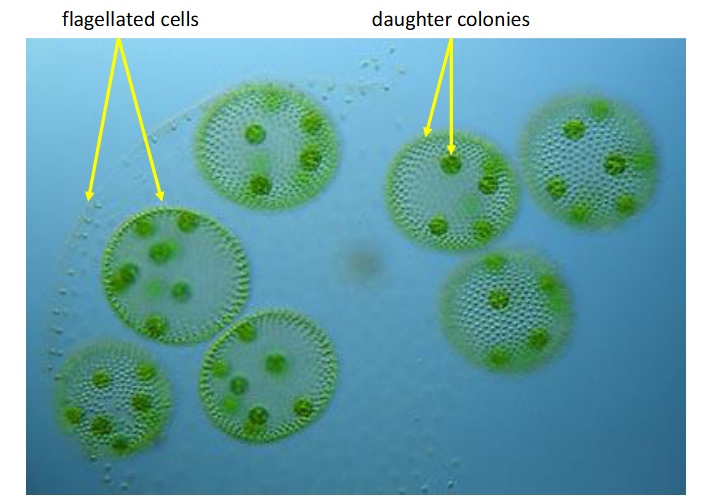 <p>archaeplastida, chlorophyta (green algae)</p><p>motile colonies</p>