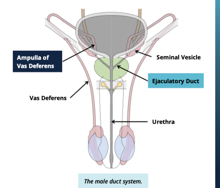 <ul><li><p>accessory gland of the male reproducitve system</p></li><li><p>sectetes nutritive fluid for sperm </p></li></ul><p></p>