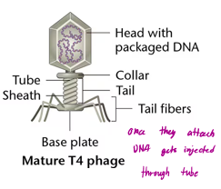 <p>surrounded by proteins, the T4 phage have a head and tail surrounding DNA, tail is used to bind to cells, head holds the DNA, the tube and sheath are like a channel for the DNA to follow to enter the cell</p>