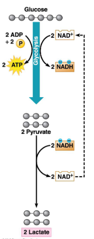 <ul><li><p>Done by animal muscle cells and some bacteria</p></li><li><p>Pyruvate is reduced to lactate, allowing 2 NADH to be oxidized to 2 NAD+</p></li><li><p>Examples:</p><ul><li><p>In muscle cells this occurs when the need for ATP outpaces the delivery of oxygen</p></li><li><p>Liver cells oxidize lactate back to pyruvate</p></li><li><p>Bacterial lactic acid fermentation makes cheese and yogurt</p></li><li><p>Lactic acid bacteria turn soybeans into soy sauce and cabbage into sauerkraut</p></li></ul></li></ul><p></p>