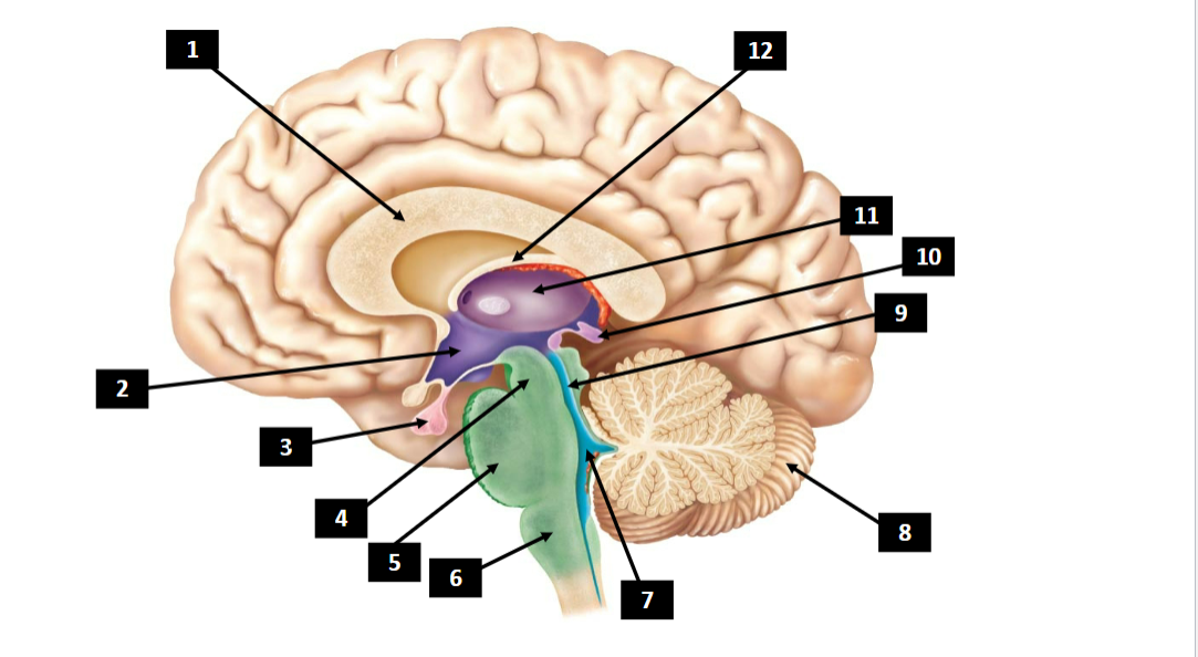 <p>6</p>