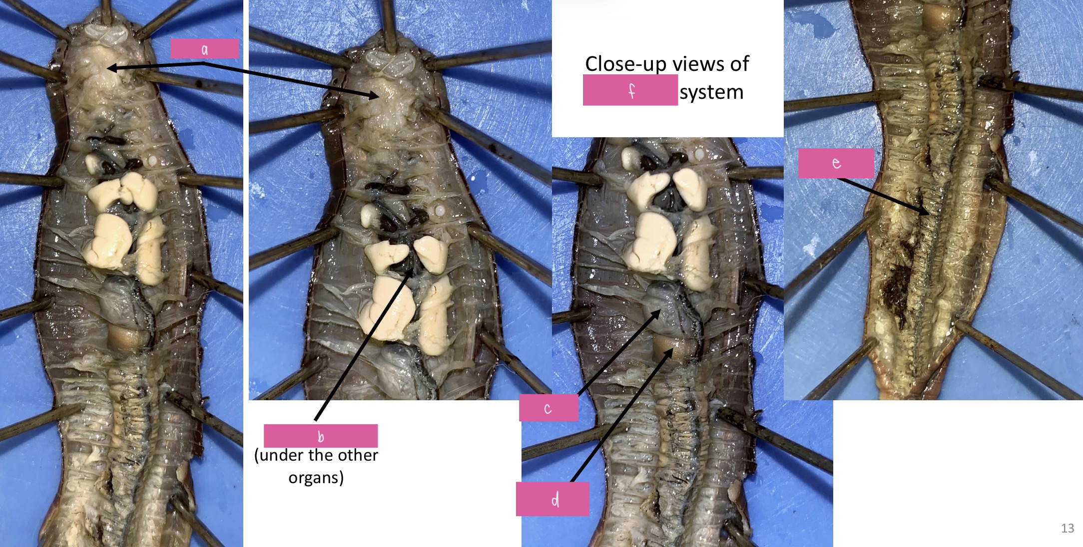 <p>a) pharynx</p><p>b) esophagus</p><p>c) crop</p><p>d) gizzard</p><p>e) intestine</p><p>f) digestive system</p>