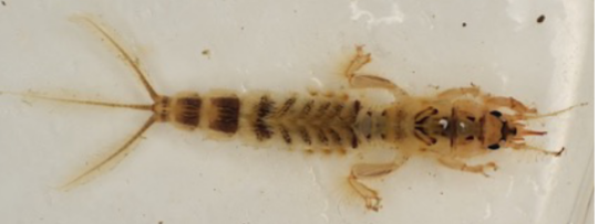 <p>Burrowing mayflies; feathery gills (can usually be seen moving) held over body; legs adapted for digging; tails much shorter than body; tusk like projection at front of head; large</p>