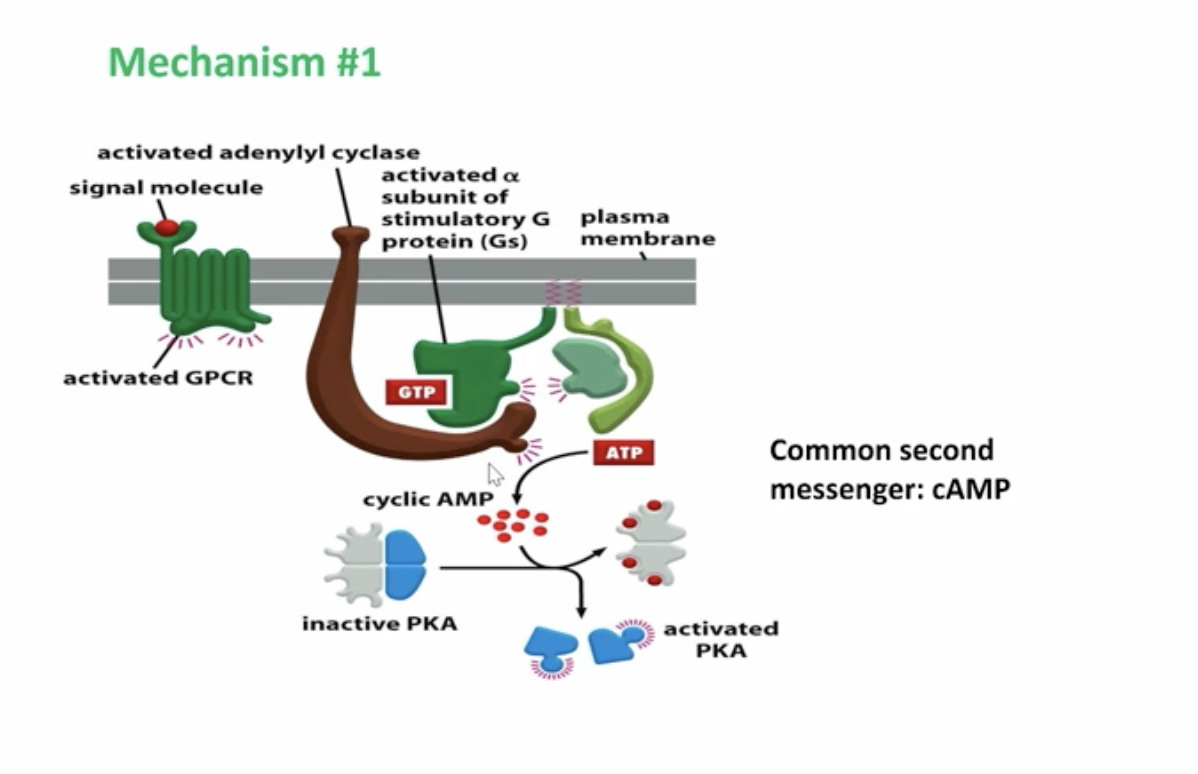 <p>G-protein is activated, causing GDP → GTP swapping, allowing the alpha unit to break off and bind to other enzymes and regulating their function</p><p></p><p>G-protein stimulated adenylyl cyclase, converting ATP to cAMP, a secondary messenger bind and bind to the cAMP responsive protein kinase A where it can diffuse in the cytosol or nucleus</p>