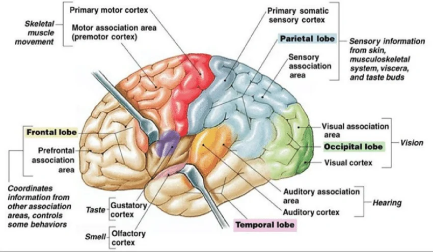 <p>Gustatory cortex</p>