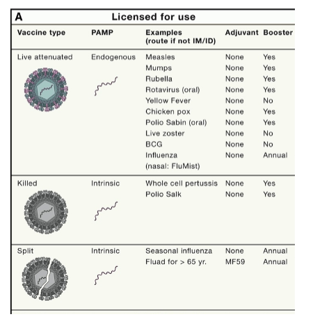 <ul><li><p><span style="background-color: transparent;">Live attenuated</span></p><ul><li><p><span style="background-color: transparent;">Genetic or chemical modification</span></p></li><li><p><span style="background-color: transparent;">Very rarely, the microbe may be reactivated and caused the disease</span></p></li></ul></li><li><p><span style="background-color: transparent;">Killed or Split</span></p><ul><li><p><span style="background-color: transparent;">Heating, chemicals, or detergents</span></p></li></ul></li></ul><p><br></p>