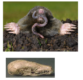 <p>What is the common name of this organism and what class does it belong to?</p>