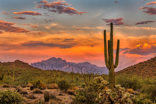 <p>Desert</p>