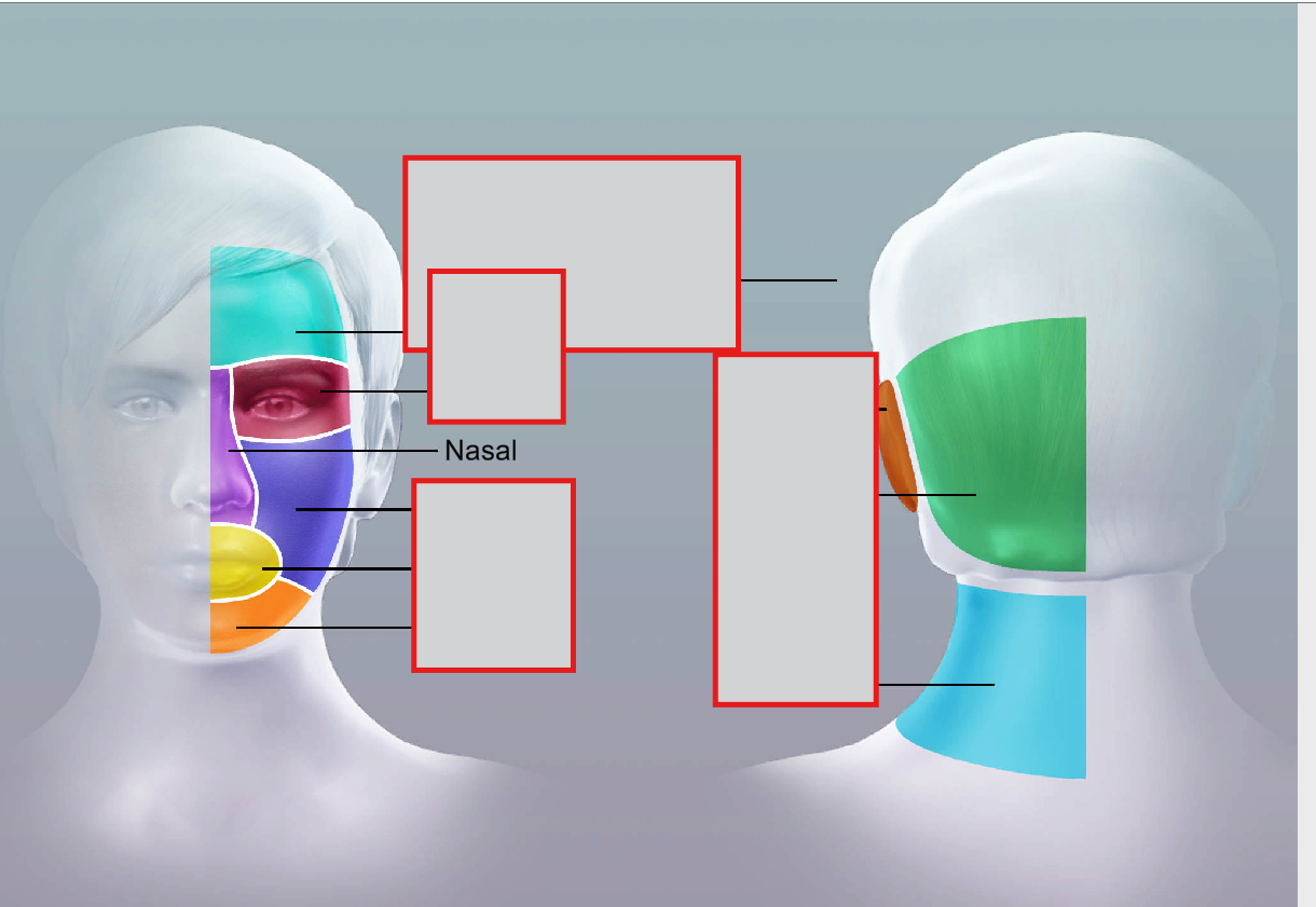 <p>nasal</p>