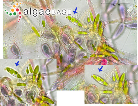 term image