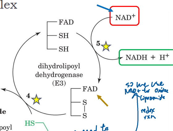 <p>Dihydrolipoyl dehydrogenase returns dihydrolipoamide to its oxidized state (lipoamide) to continue the cycle by using FAD and NAD+ (→NADH)</p>