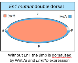 <p>ventral patterning </p>