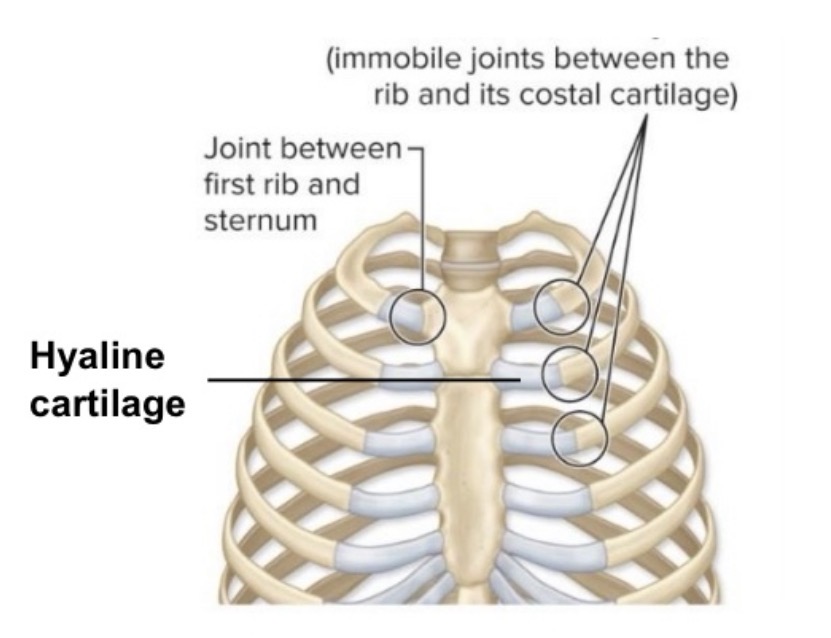 <p>name the joint and articulations</p>