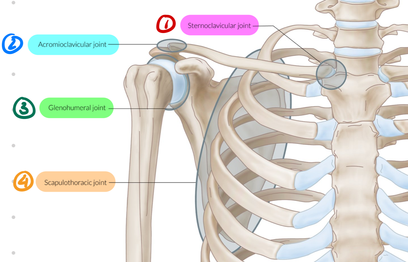<p>4 joints</p><ul><li><p>Sternoclavicular</p></li><li><p>Acromioclavicular (AC)</p></li><li><p>Glenohumeral</p></li><li><p>Scapulothoracic</p></li></ul><p></p>